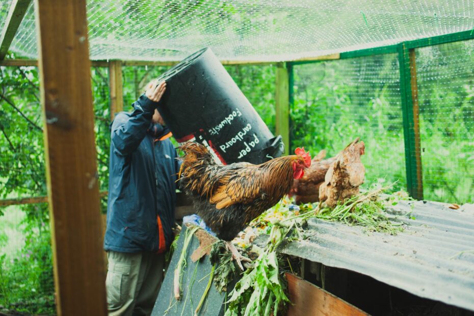 A volunteer dumping a black bucket of compost into the chicken coop. Our rooster Georgie who is black and gold is getting into the bin